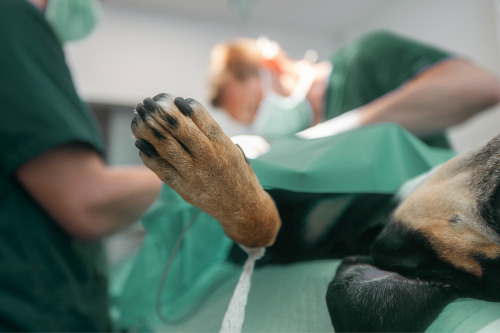 Cirurgias Veterinárias