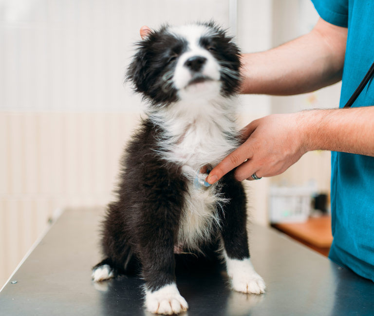 Consultas e atendimentos Vetpaixão