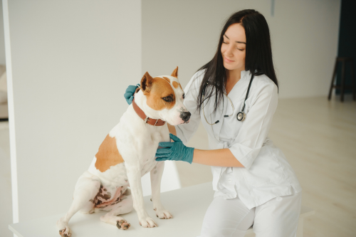 Estética e Bem-Estar Animal