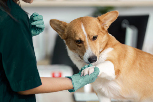 Internação Veterinária em Recife: Cuidado Contínuo e Monitoramento Profissional