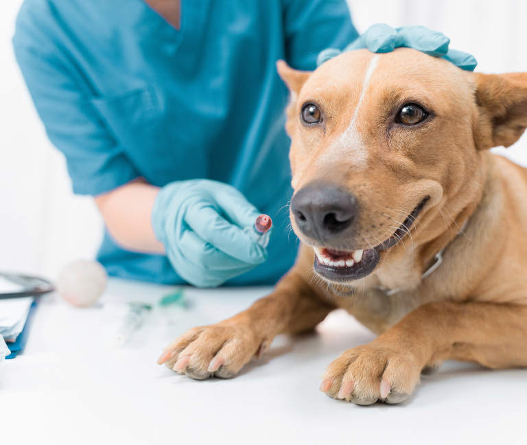 Vacinação & Prevenção