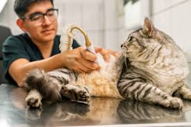 check up veterinario regular para pets em Recife