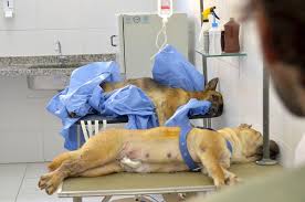 cirurgias veterinarias em Recife
