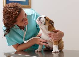 2 - Clínica Veterinária em Recife – Cuidado Completo para Seu Pet na VetPaixão 1 clinica veterinaria em Recife