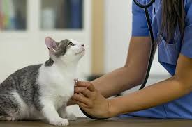 exames veterinarios em Recife 1